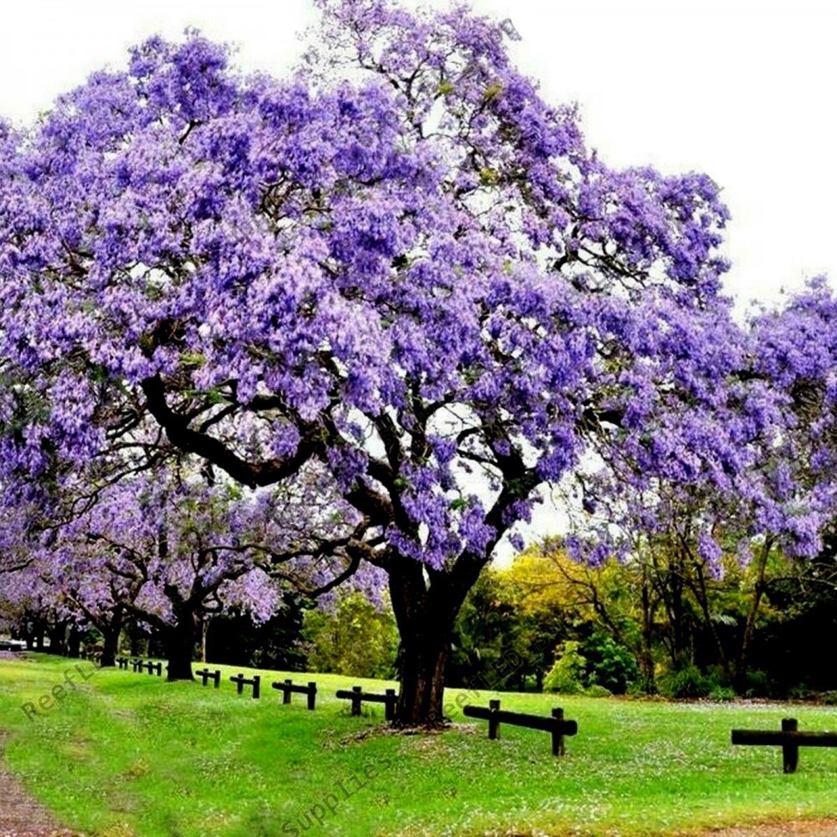 Tüplü Mor Çiçekli Yoğun Kokulu Paulownia Ağacı Fidanı (10-30 cm) (100 Adet