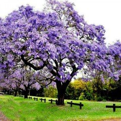 Tüplü Mor Çiçekli Yoğun Kokulu Paulownia Ağacı Fidanı (10-30 cm) (100 Adet