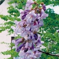 Tüplü Mor Çiçekli Yoğun Kokulu Paulownia Ağacı Fidanı (10-30 cm) (100 Adet