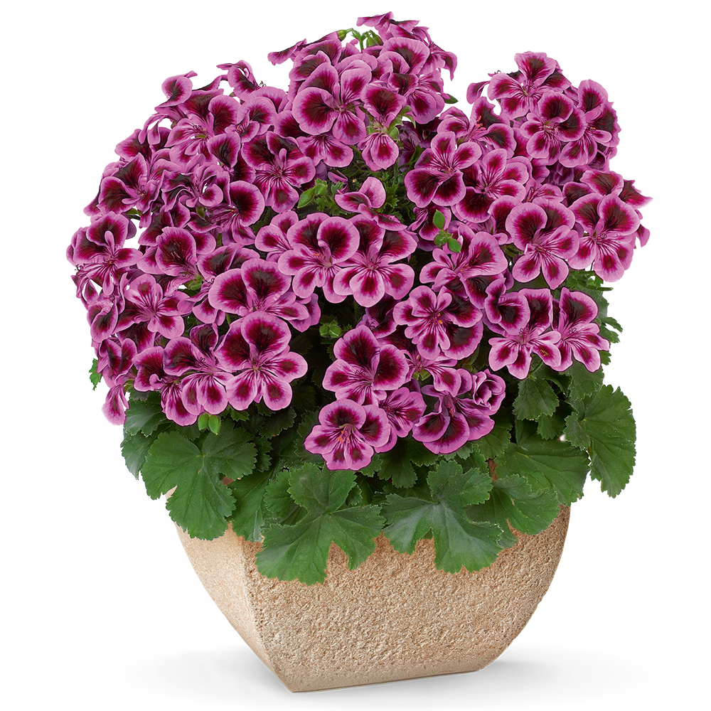 PAC® Angeleyes Blueberry Sardunya Canan Çiçeği Fidesi (2 adet)