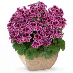 PAC® Angeleyes Blueberry Sardunya Canan Çiçeği Fidesi (2 adet)