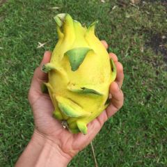 Tüplü Sarı Pitaya Yellow Dragon Fruit Ejder Meyvesi Fidanı