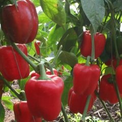 Arizona Red Bell Pepper Dolmalık Biber Fidesi (5 adet)