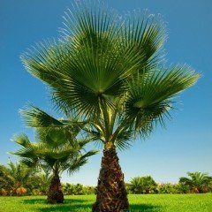 Tüplü Washingtonia Robusto Palmiye Ağacı Fidanı (40-60 cm) (5 Adet)