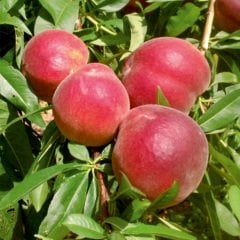 Tüplü Aşılı Verimli Erkenci Transvalia (Transvalya) Şeftali Fidanı