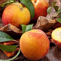 Tüplü Aşılı Verimli Orta Erkenci Geleneksel Anadolu Şentürk Şeftali Fidanı