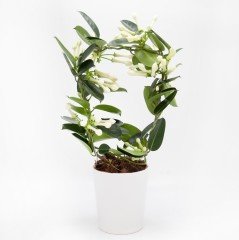 Saksıda Hoş Kokulu Stephanotis Floribunda Madagaskar Yasemini Fidanı İthal