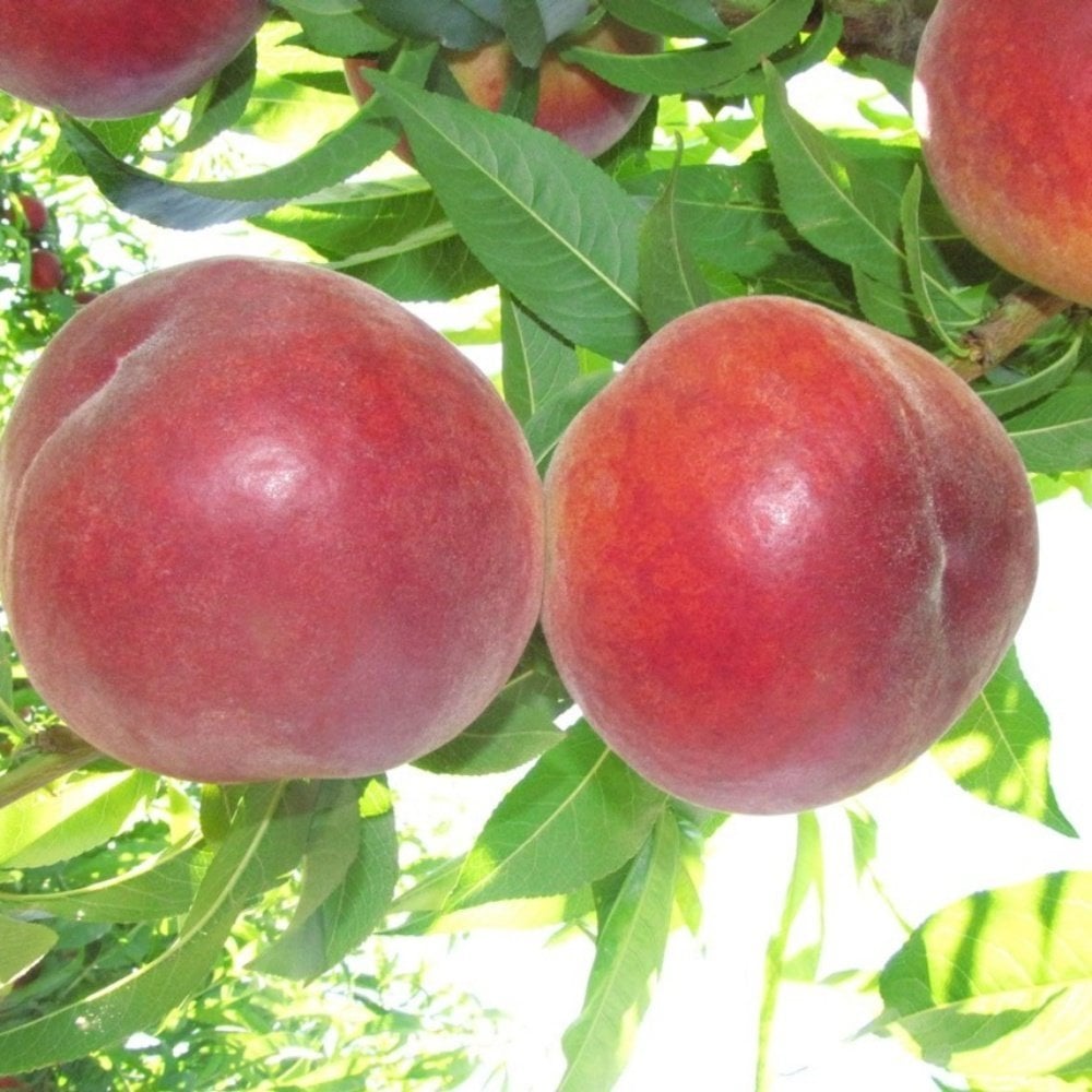 Tüplü Aşılı Verimli Çok Geçci Red Elegant Şeftali Fidanı