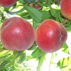 Tüplü Aşılı Verimli Çok Geçci Red Elegant Şeftali Fidanı