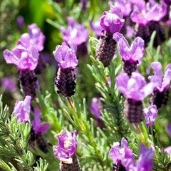 Sigara Bıraktıran Karabaş Otu Fidanı