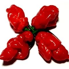 Nadir Ata Tohumu Carbonero Red Çok Acı Biber Tohumu (10 Tohum)