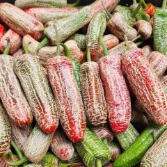 Nadir Ata Tohumu Jalapeno Farmers Biber Tohumu (10 Tohum)