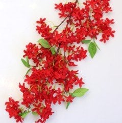 Tüplü Red Jasminum Beesianum Kırmızı Yasemin Fidanı