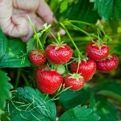 Yediveren Çilek Fidesi Soğuğa Dayanıklı Frigo Fide (20 adet)
