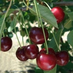 Tüplü Aşılı Verimli Macar Vişne Fidanı