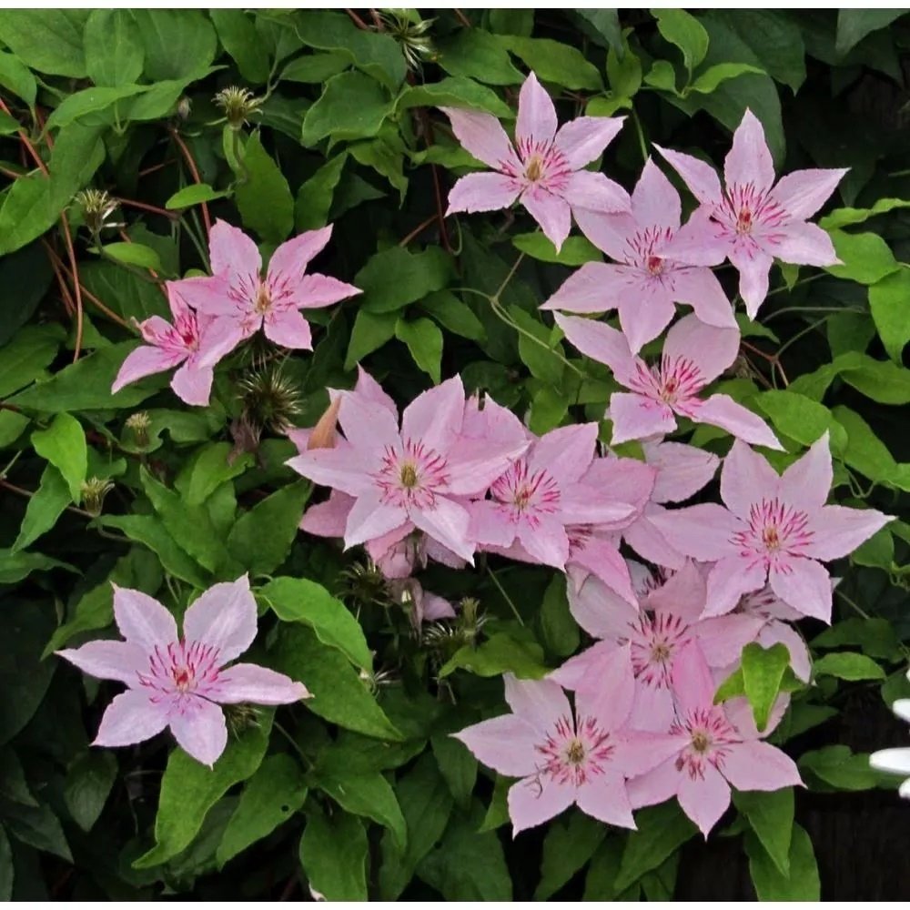 Pink Beauty Clematis Çiçeği (1 Kök)