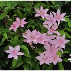 Pink Beauty Clematis Çiçeği (1 Kök)