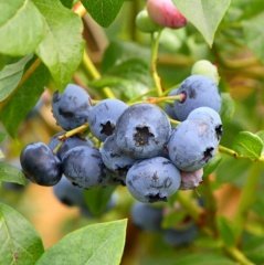 Tüplü Minsty Yaban Mersini Likapa Blueberry Fidanı