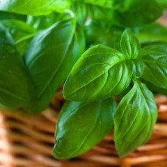 Yeşil ve Geniş Yapraklı Fesleğen Fidesi (30 Fide)