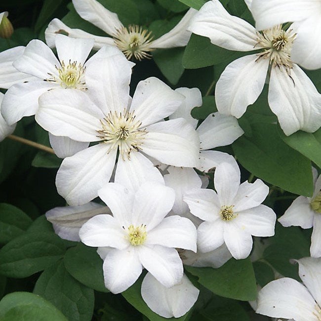 White Fuyu No Tabi Clematis Çiçeği Fidanı (1 Kök)