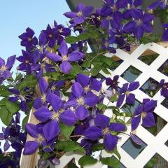 Mor Rhapsody Clematis Çiçeği(1 Kök)