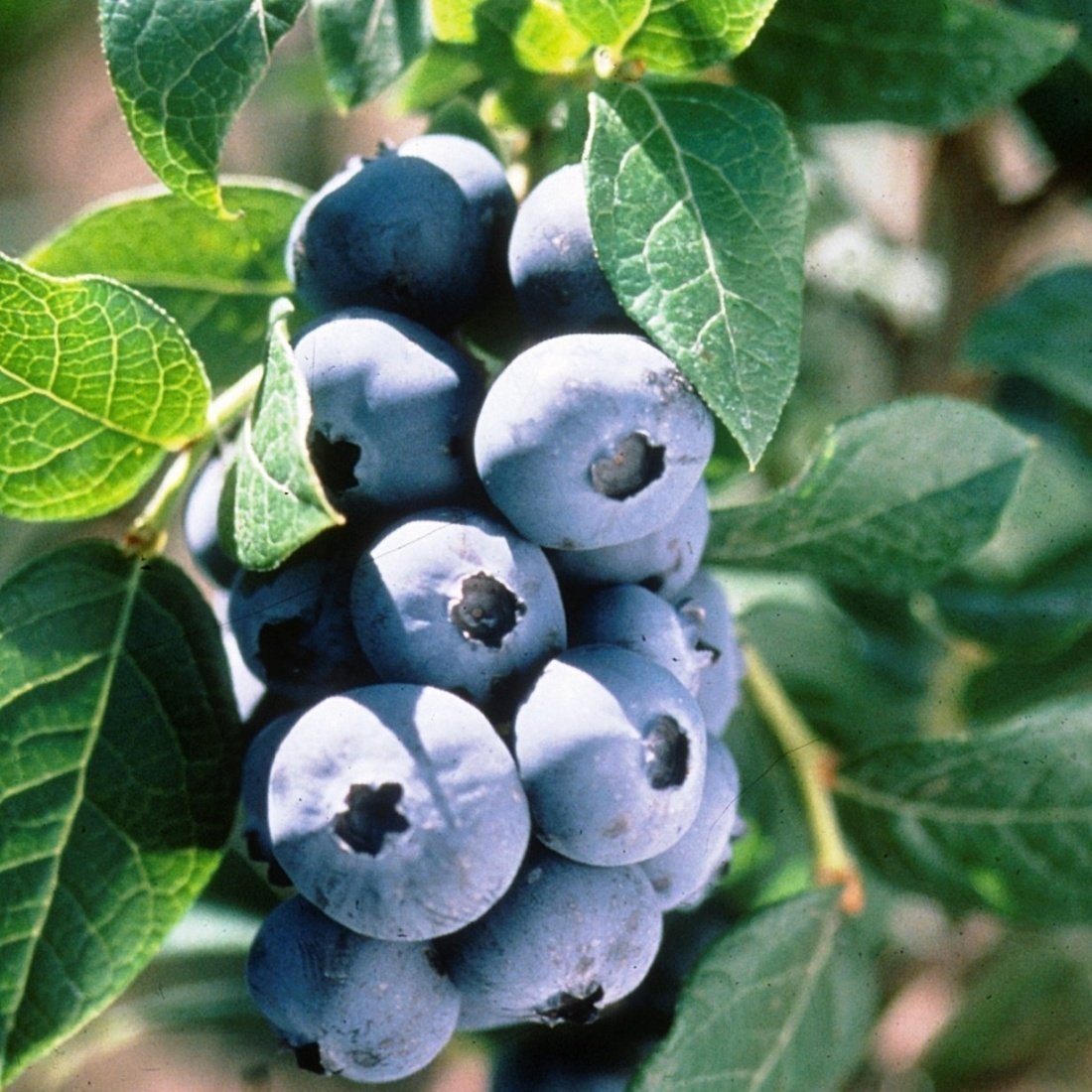 Tüplü Sharp Blue Yaban Mersini Likapa Blueberry Fidanı