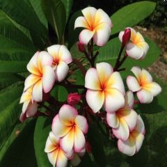 Yoğun Kokulu Özel Thumbalina Plumeria Fidanı (20-50 cm)