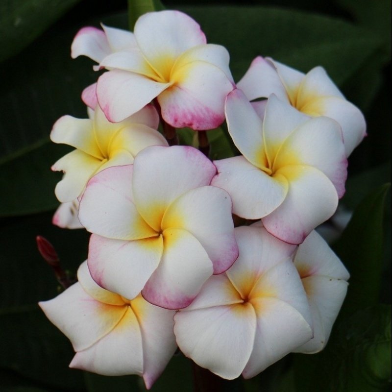 Yoğun Kokulu Narin Mini White Plumeria Fidanı (20-50 cm)