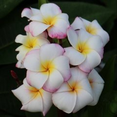 Yoğun Kokulu Narin Mini White Plumeria Fidanı (20-50 cm)