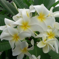 Yoğun Kokulu Ken's White Beyaz Plumeria Fidanı (100-200 cm)