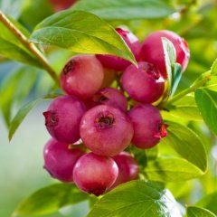 Tüplü Nadir Pink Lemonede Pembe Yaban Mersini Likapa Fidanı
