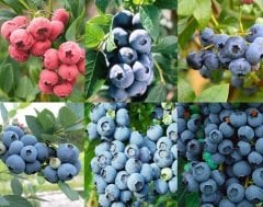 Tüplü Yaban Mersini Blueberry Fidanı Paketi(12 Adet 6 Farklı Cins)