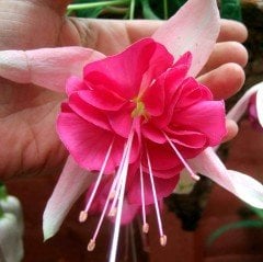 İri Çiçekli Marbeller Double White Pink Küpe Çiçeği Fidesi (2 adet)