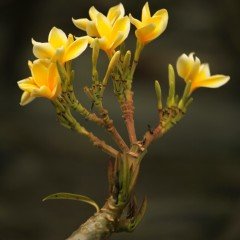 Tüplü Cezbedici Sarı Renkli Plumeria Amerikan Fulu Fidanı (80-180 cm)