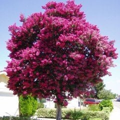Tüplü Pembe Renkli Oya Ağacı Fidanı (80-120 cm)