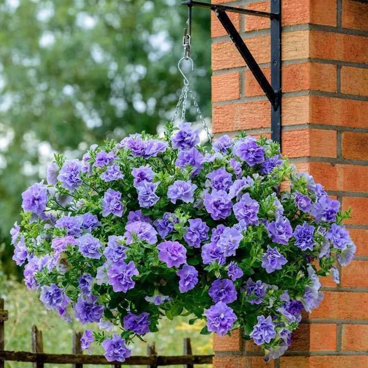 Calita Double Blue Calibrochoa Çiçeği Fidesi(2 adet)