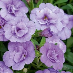 Calita Double Blue Katmerli Bicolor Calibrochoa Çiçeği Fidesi (2 adet)
