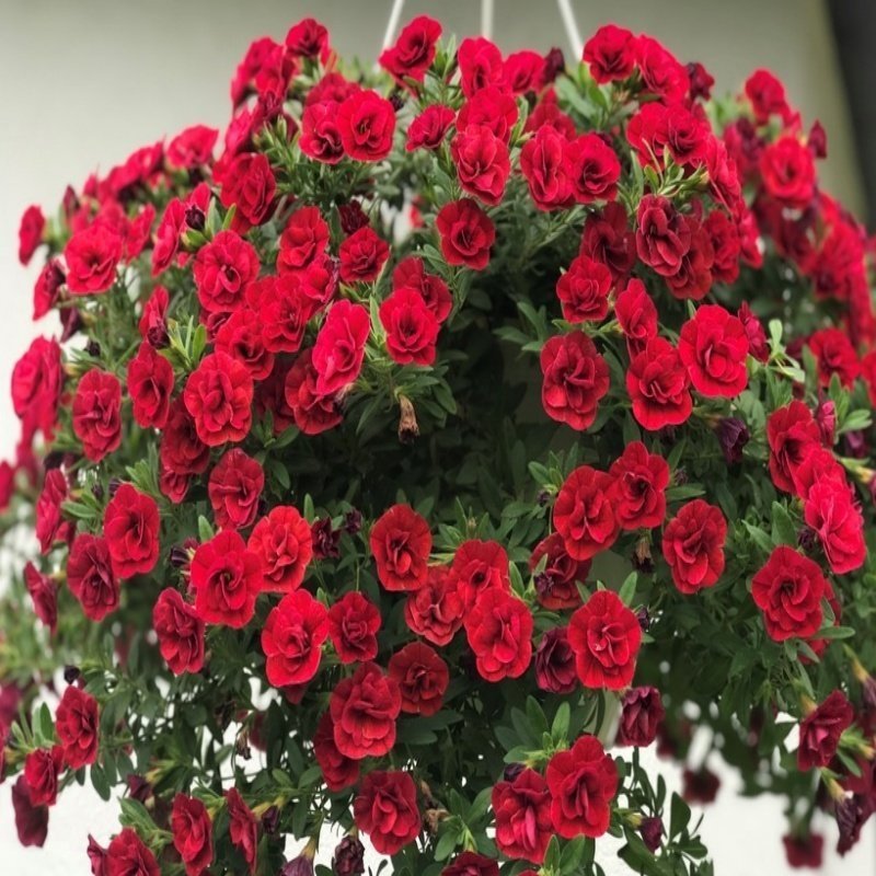 Calita Double Katmerli Red Cherry Calibrochoa Çiçeği Fidesi (2 adet)