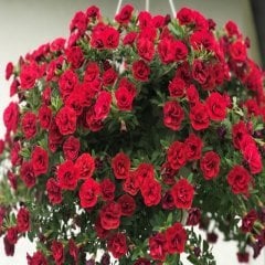 Calita Double Katmerli Red Cherry Calibrochoa Çiçeği Fidesi (2 adet)