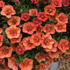 Calita İri Double Orange Calibrochoa Çiçeği Fidesi (2 adet)