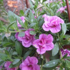 Calita İri Double Pink Calibrochoa Çiçeği Fidesi (2 adet)