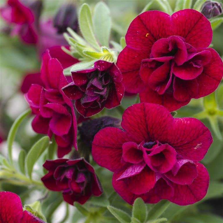 Calita İri Double Red Calibrochoa Çiçeği Fidesi (2 adet)
