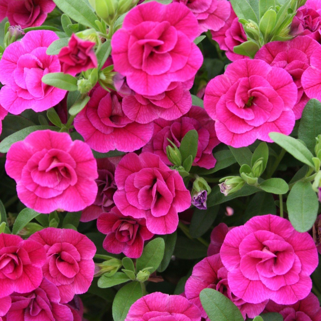 Calita İri Double Rosy Calibrochoa Çiçeği Fidesi (2 adet)