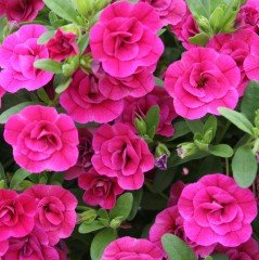 Calita İri Double Rosy Calibrochoa Çiçeği Fidesi (2 adet)