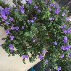 Calita İri Double Sky Blue Calibrochoa Çiçeği Fidesi (2 adet)