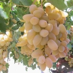 Tüplü Geçci Hatun Parmağı Üzüm(Asma-Bağ) Fidanı