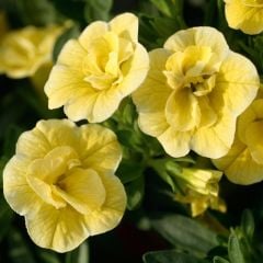 Calita İri Double Sun Calibrochoa Çiçeği Fidesi (2 adet)