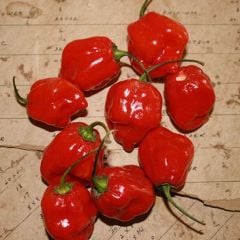 Habernero Red Small Çok Acı Biber Tohumu (15 Tohum)