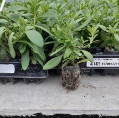 Calita İri Double Sunset Bicolor Calibrochoa Çiçeği Fidesi (2 adet)