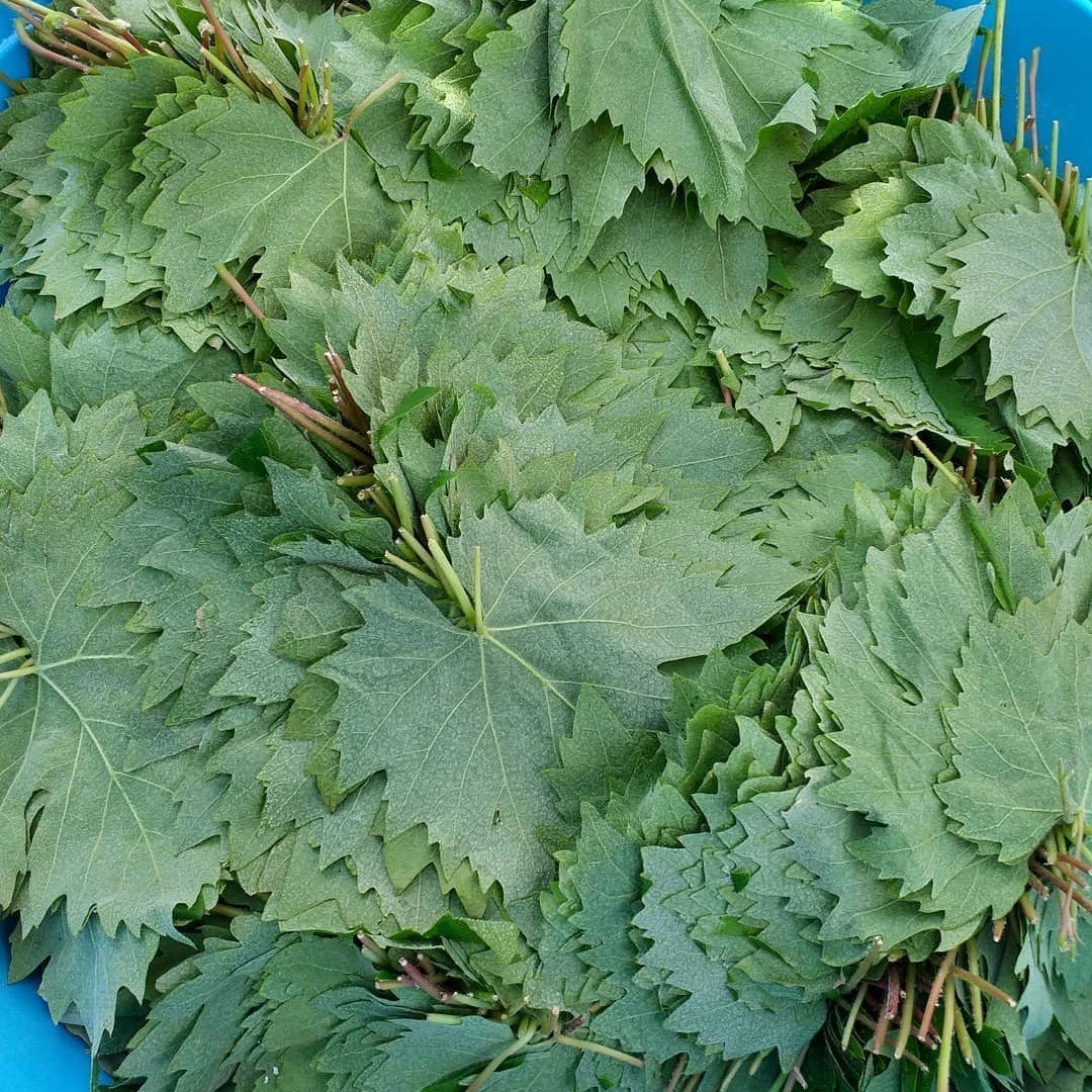 Tüplü Sarmalık Dolmalık Yapraklık Meyve Vermeyen Üzüm Fidanı